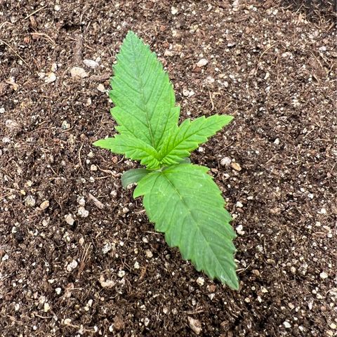 Gelato Auto #2 growlog timeline photo