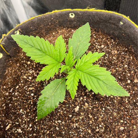 Gelato Auto growlog timeline photo