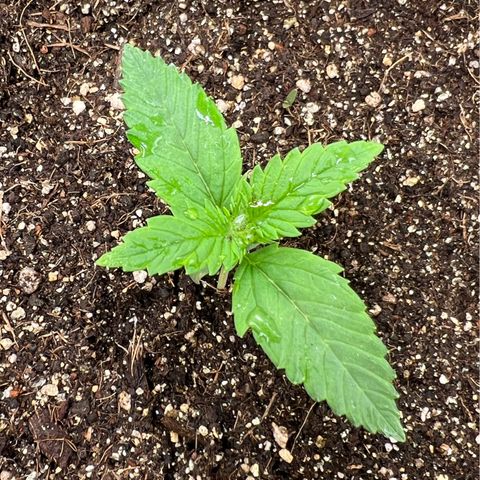 Gelato Auto #2 growlog timeline photo