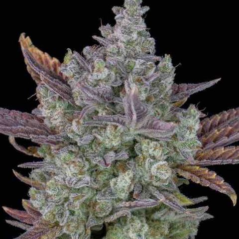 Gorilla Cookies Auto #2 growlog in Conexão Ganja Grow