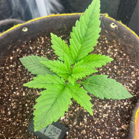 Gelato Auto growlog timeline photo