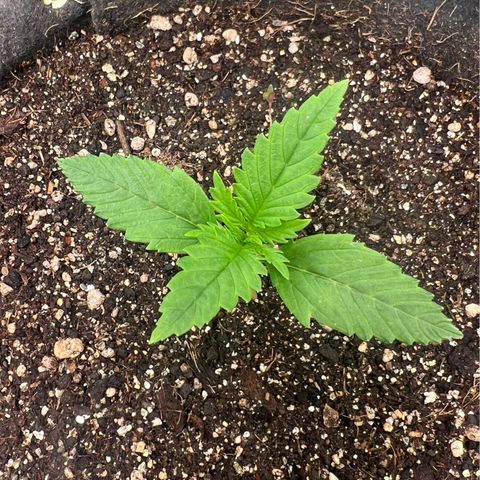Gelato Auto #2 growlog timeline photo