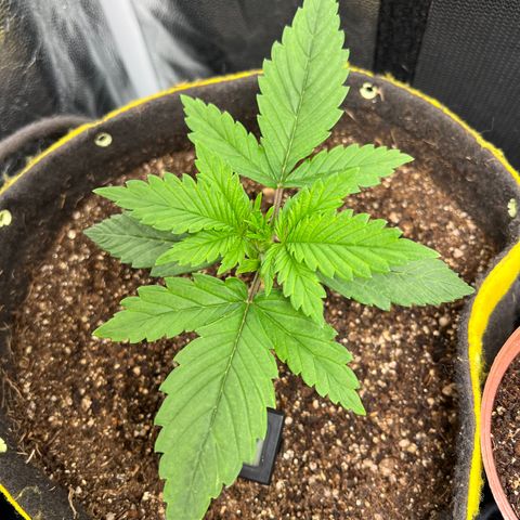 Gelato Auto growlog timeline photo