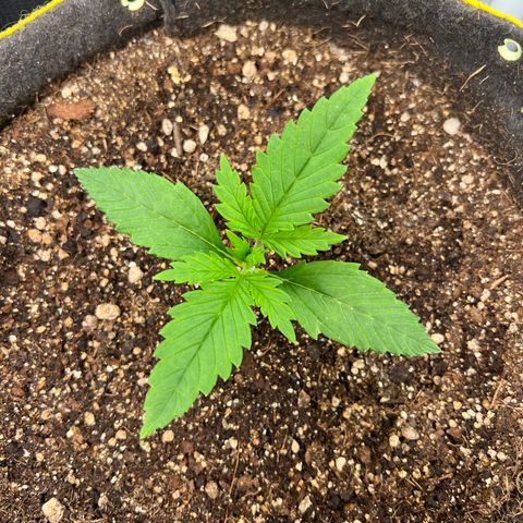 Gelato Auto #2 growlog timeline photo