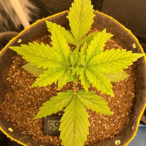 Gelato Auto growlog timeline photo