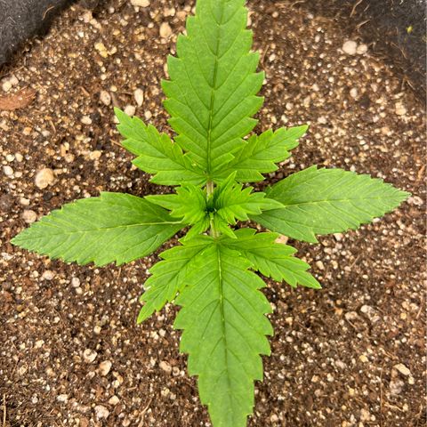 Gelato Auto #2 growlog timeline photo