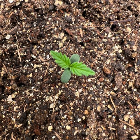 Gorilla Cookies Auto growlog timeline photo