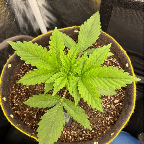 Gelato Auto growlog timeline photo