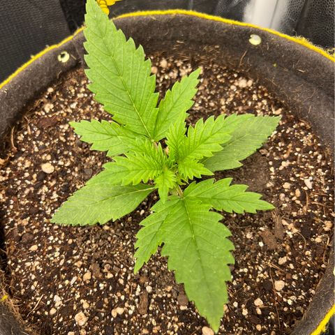 Gelato Auto #2 growlog timeline photo