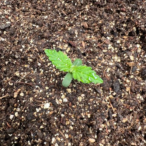 Gorilla Cookies Auto growlog timeline photo