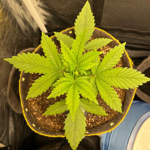 Gelato Auto growlog timeline photo