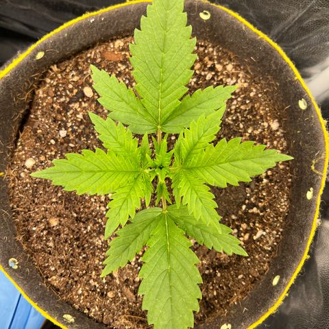 Gelato Auto #2 growlog timeline photo