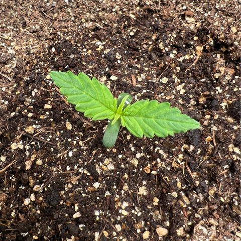 Gorilla Cookies Auto growlog timeline photo