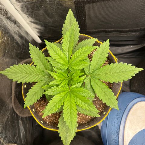 Gelato Auto growlog timeline photo