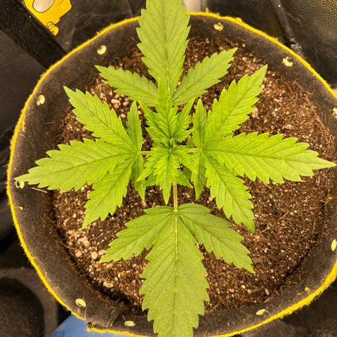 Gelato Auto #2 growlog timeline photo