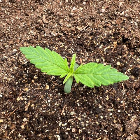 Gorilla Cookies Auto growlog timeline photo