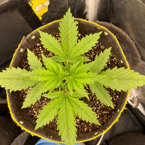 Gelato Auto #2 growlog timeline photo