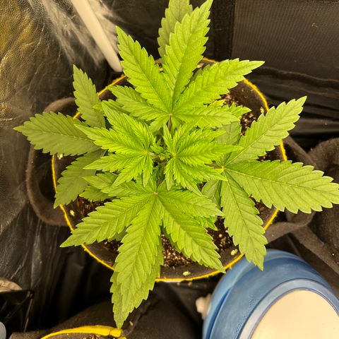 Gelato Auto growlog timeline photo