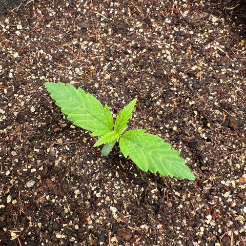 Gorilla Cookies Auto growlog timeline photo