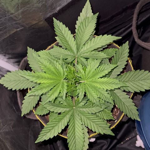 Gelato Auto growlog timeline photo