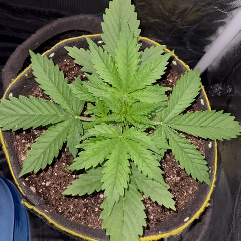 Gelato Auto #2 growlog timeline photo