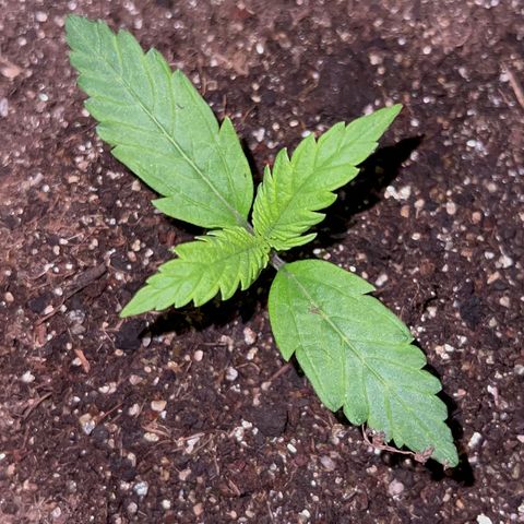 Gorilla Cookies Auto growlog timeline photo