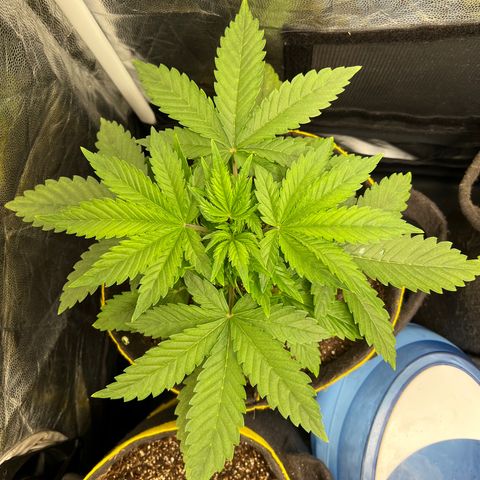 Gelato Auto growlog timeline photo