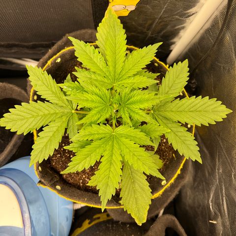Gelato Auto #2 growlog timeline photo