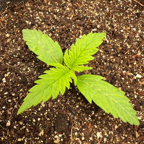 Gorilla Cookies Auto growlog timeline photo