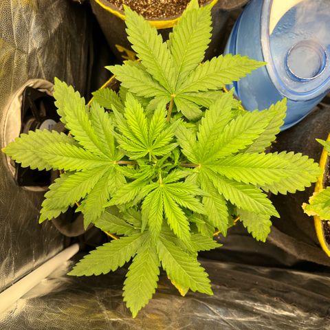 Gelato Auto growlog timeline photo