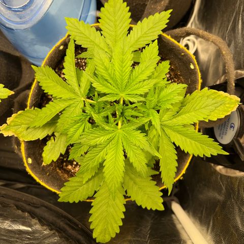 Gelato Auto #2 growlog timeline photo