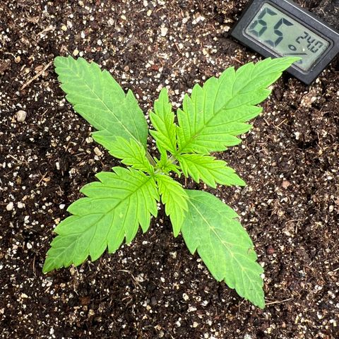Gorilla Cookies Auto growlog timeline photo