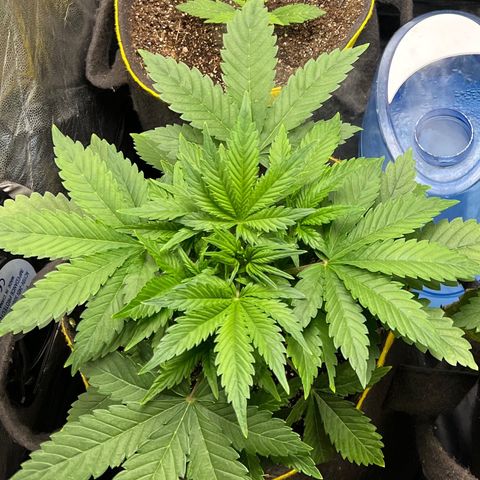 Gelato Auto growlog timeline photo