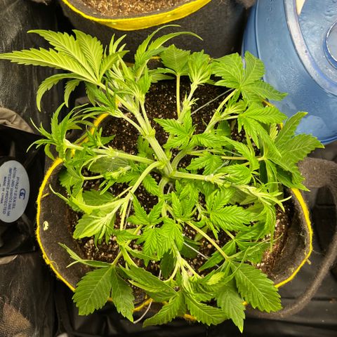 Gelato Auto growlog timeline photo