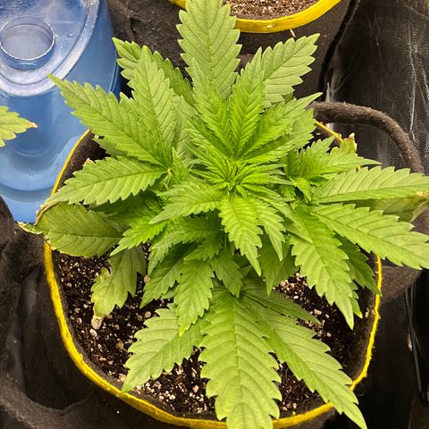 Gelato Auto #2 growlog timeline photo