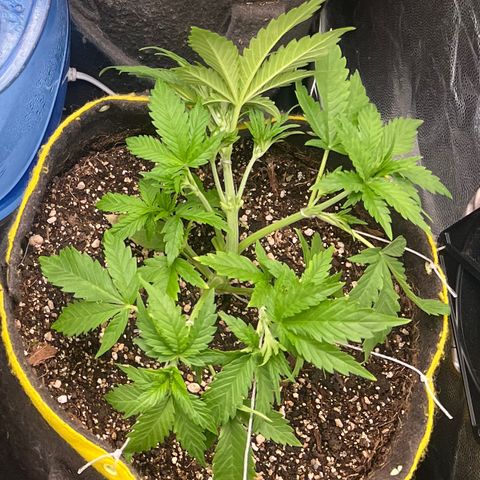 Gelato Auto #2 growlog timeline photo