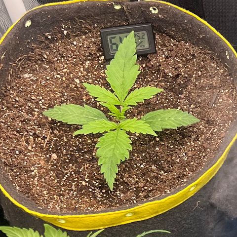 Gorilla Cookies Auto growlog timeline photo