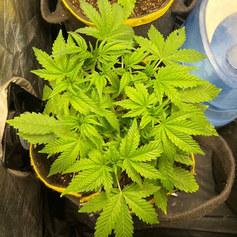 Gelato Auto growlog timeline photo