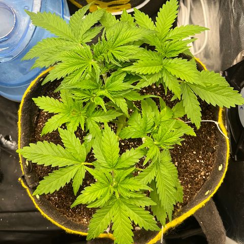 Gelato Auto #2 growlog timeline photo
