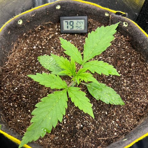 Gorilla Cookies Auto growlog timeline photo