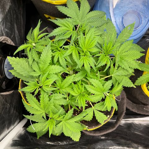 Gelato Auto growlog timeline photo