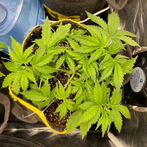 Gelato Auto #2 growlog timeline photo