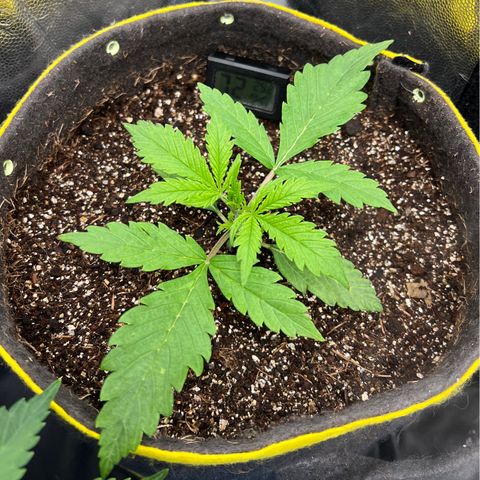 Gorilla Cookies Auto growlog timeline photo