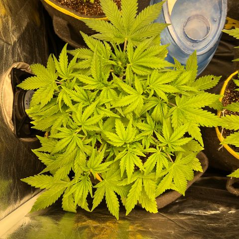 Gelato Auto growlog timeline photo