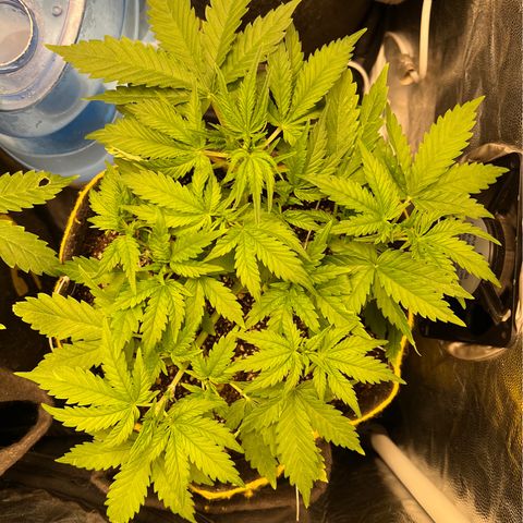 Gelato Auto #2 growlog timeline photo