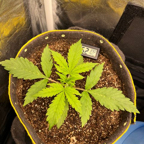 Gorilla Cookies Auto growlog timeline photo