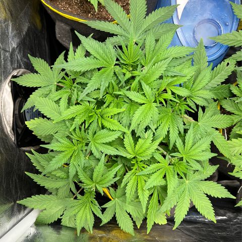 Gelato Auto growlog timeline photo