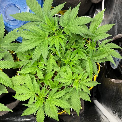 Gelato Auto #2 growlog timeline photo