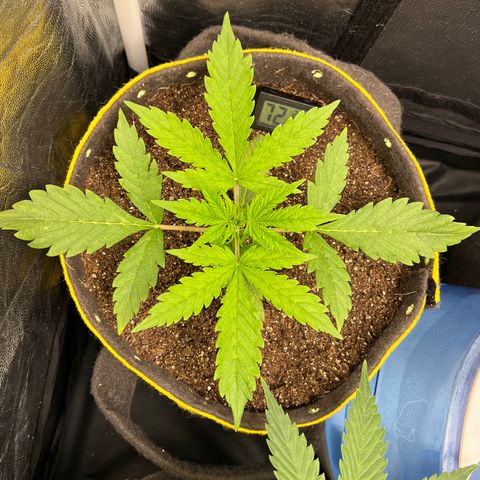 Gorilla Cookies Auto growlog timeline photo