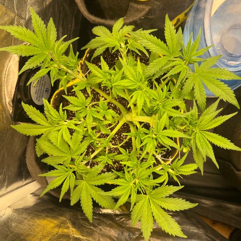 Gelato Auto growlog timeline photo